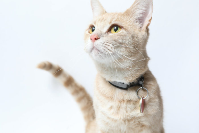 Sandy the dilute Calico | The.Rohit | Flickr